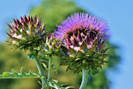 Photo Wallpaper The artichoke XL