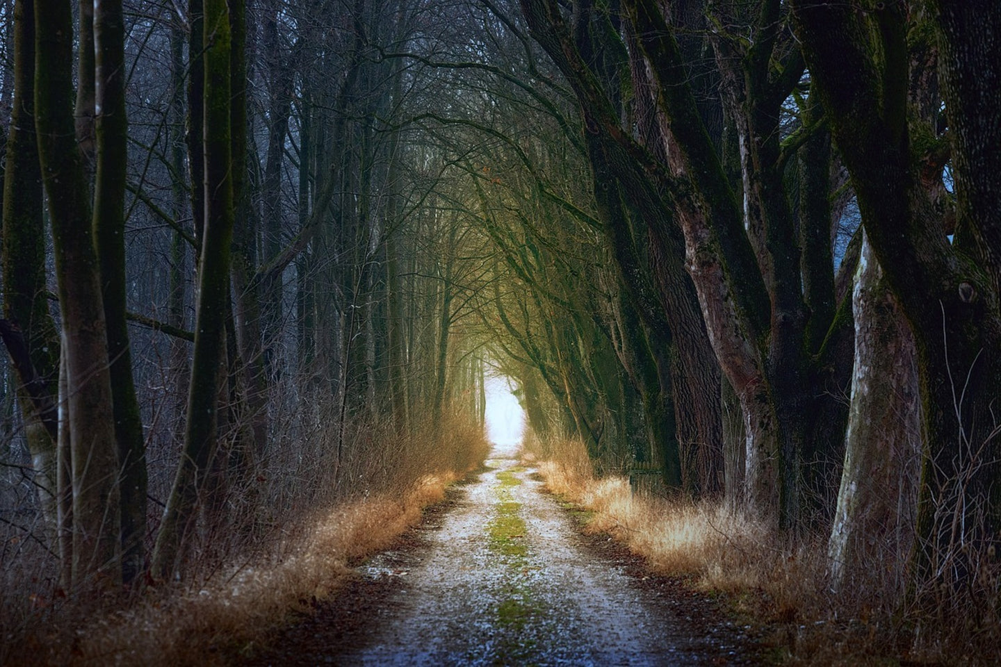 Photo Wallpaper The tree avenue