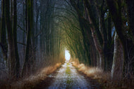 Photo Wallpaper The tree avenue