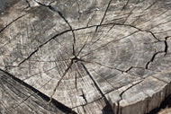 Photo Wallpaper The tree rings