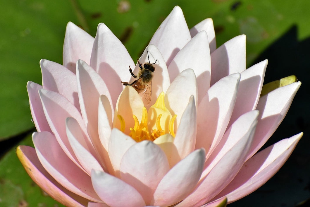 Photo Wallpaper The bee on the water lily
