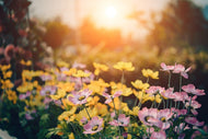 Photo Wallpaper The flowers