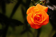 Photo Wallpaper The blossom of the rose