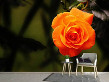 Load image into Gallery viewer, Photo Wallpaper The blossom of the rose
