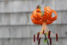 Load image into Gallery viewer, Photo Wallpaper The blossom of the Tiger Lily
