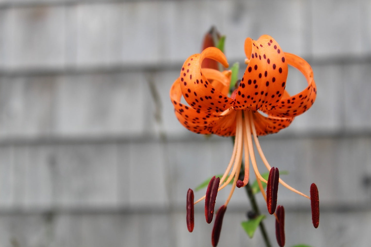 Photo Wallpaper The blossom of the Tiger Lily