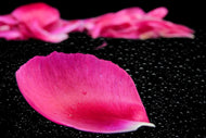 Photo Wallpaper The petals