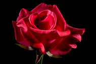 Photo Wallpaper The flower of love