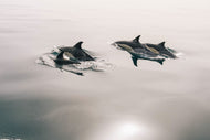 Photo Wallpaper The dolphins