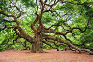 Photo Wallpaper The Oak