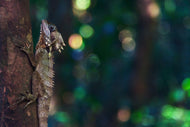 Photo Wallpaper The lizard