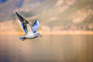 Photo Wallpaper The flying seagull