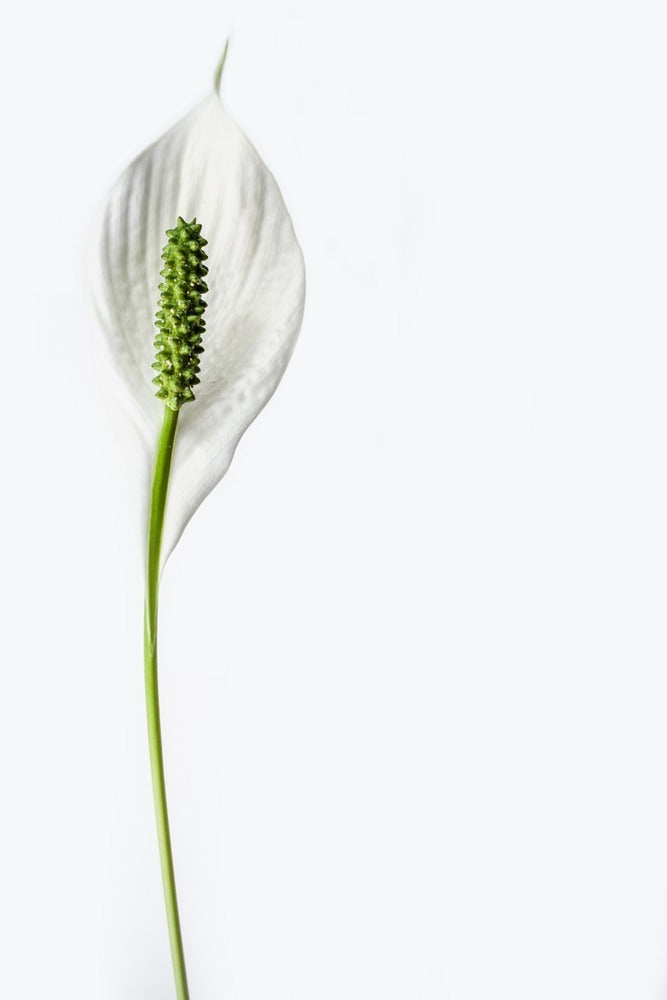 Photo Wallpaper The peace lily