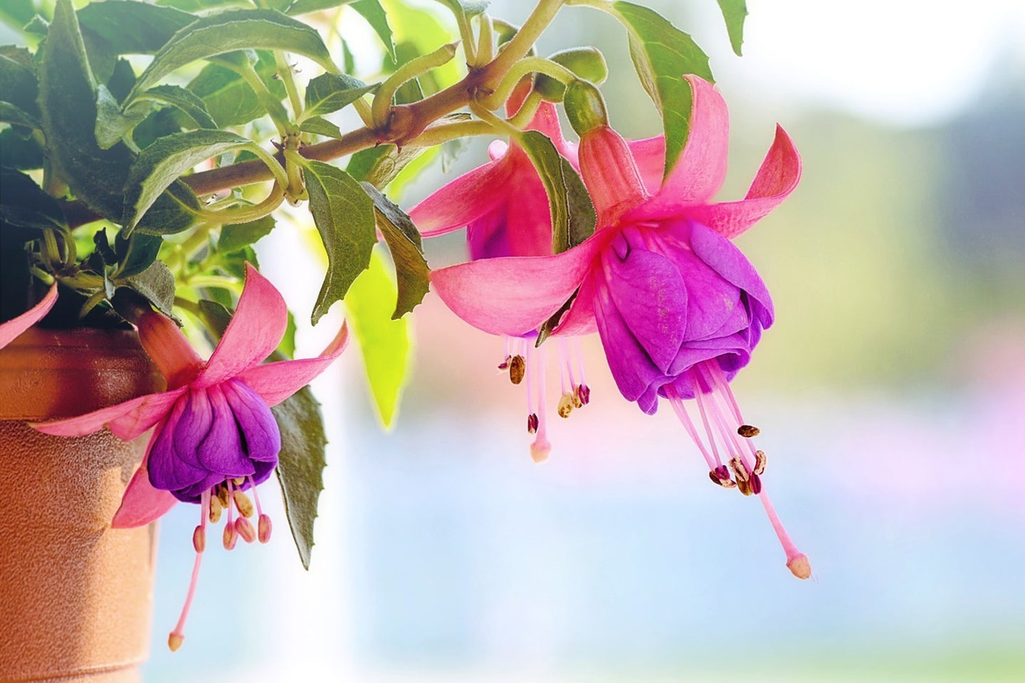 Photo Wallpaper The fuchsias