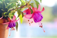 Photo Wallpaper The fuchsias