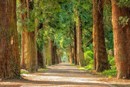 Photo Wallpaper The green avenue