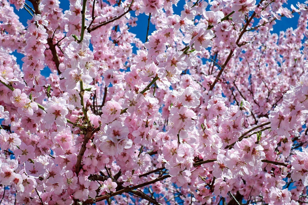 Photo Wallpaper The Japanese cherry