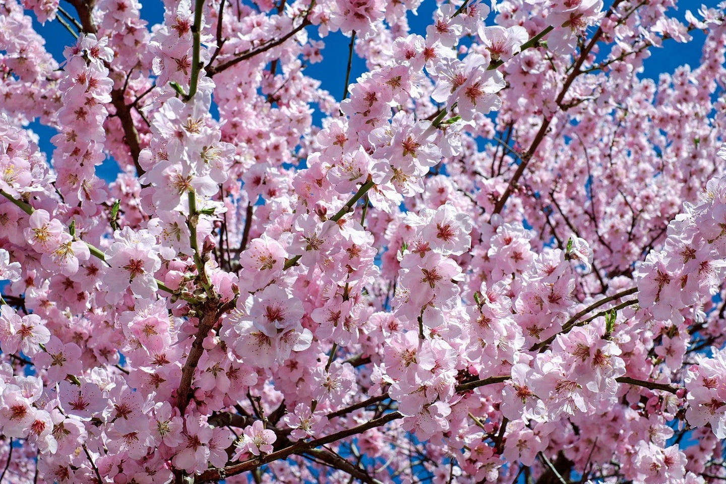 Photo Wallpaper The Japanese cherry