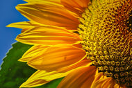 Photo Wallpaper The bud Close up