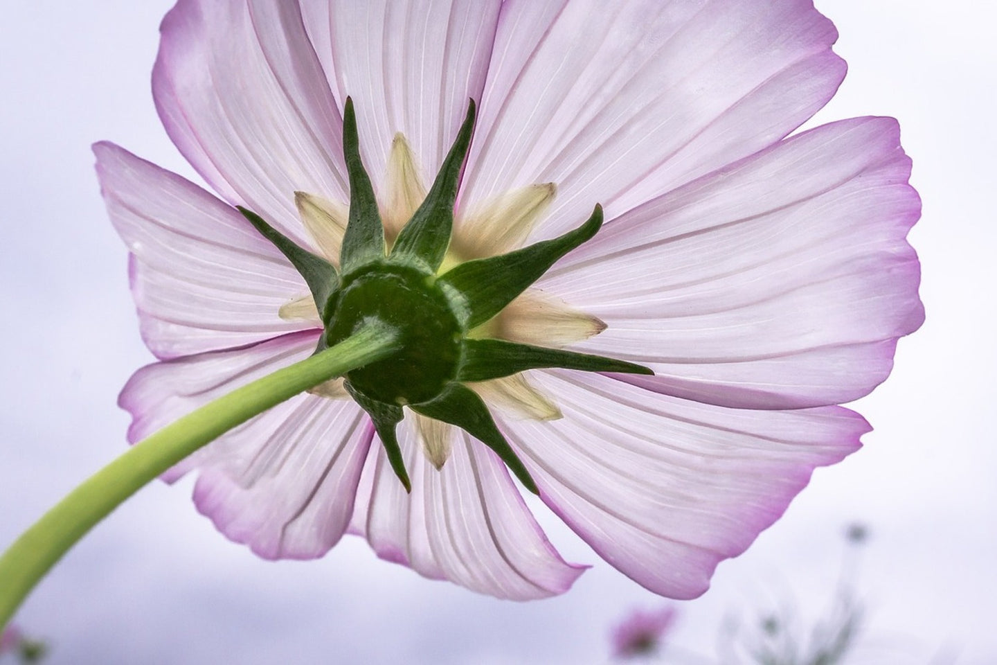 Photo Wallpaper The cosmos flower