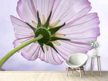 Load image into Gallery viewer, Photo Wallpaper The cosmos flower
