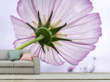 Load image into Gallery viewer, Photo Wallpaper The cosmos flower
