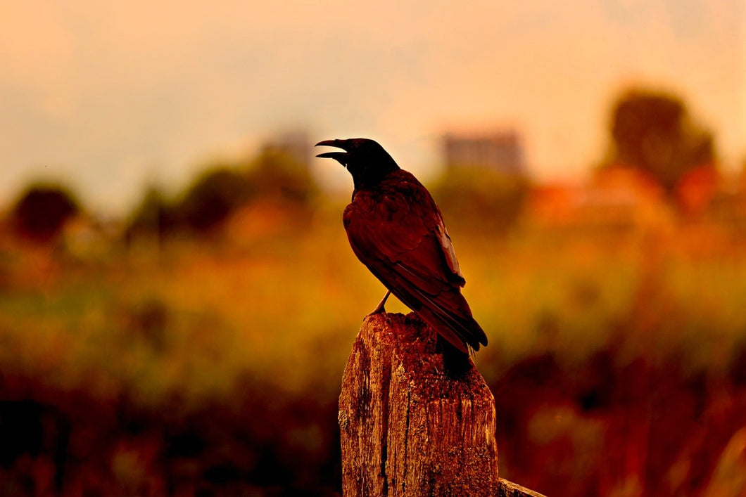 Photo Wallpaper The crow in the evening light