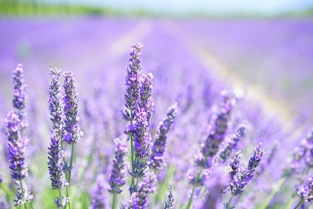 Photo Wallpaper The lavender blossom