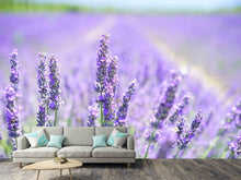 Load image into Gallery viewer, Photo Wallpaper The lavender blossom
