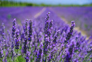 Photo Wallpaper The lavender flowers