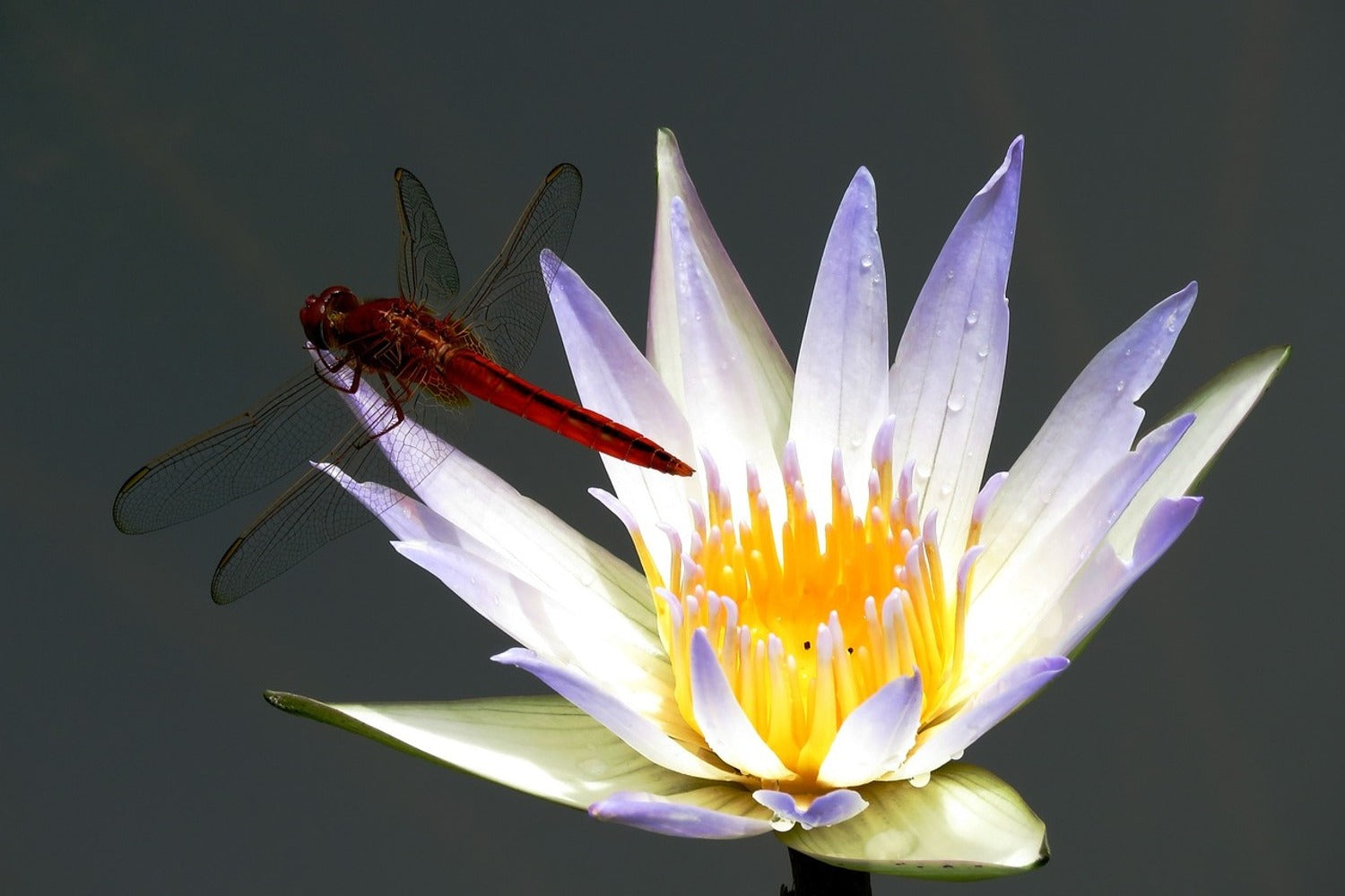 Load image into Gallery viewer, Photo Wallpaper The dragonfly on the flower