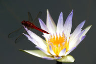 Photo Wallpaper The dragonfly on the flower