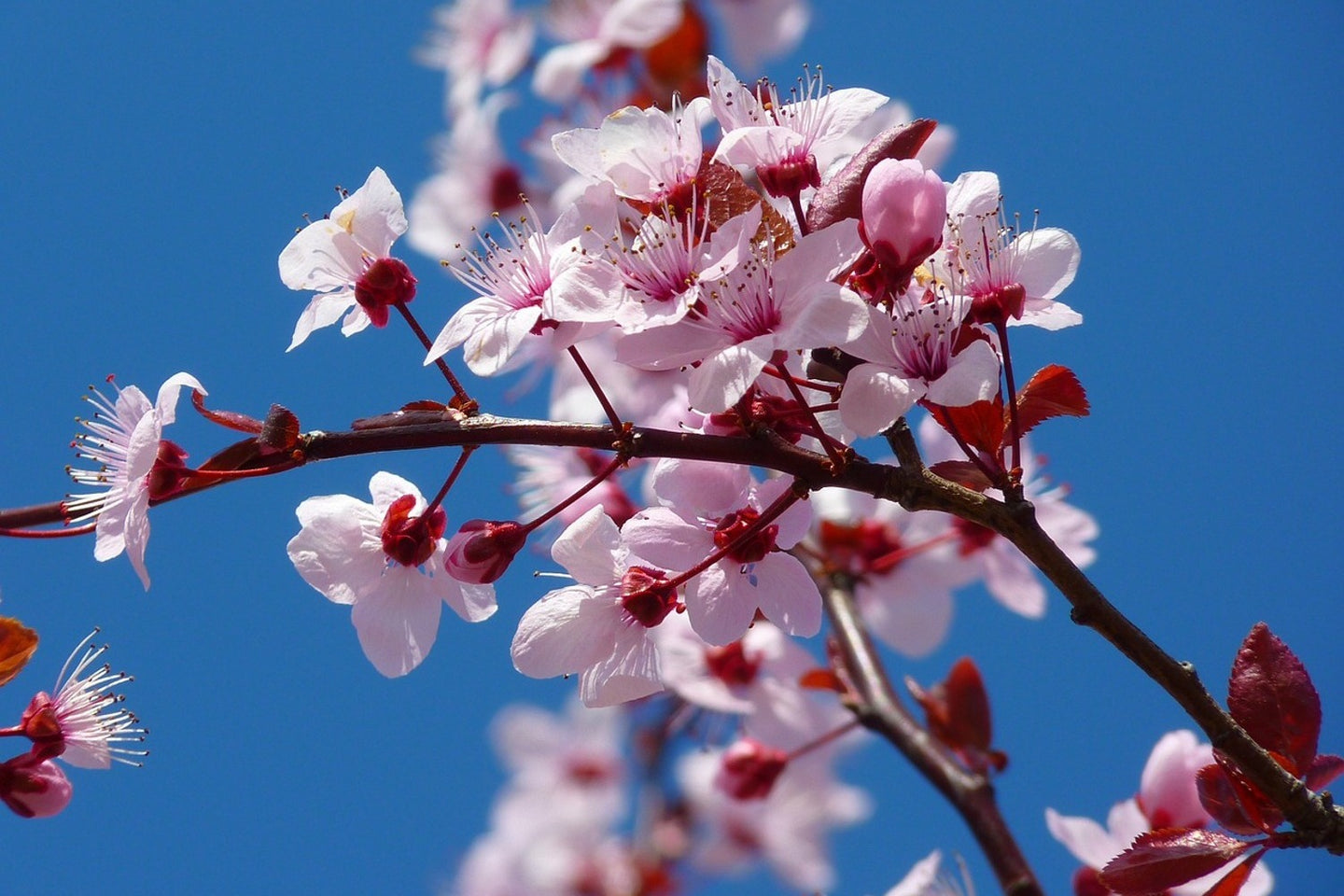 Photo Wallpaper The almond blossom