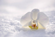 Photo Wallpaper The orchids bloom