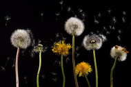 Photo Wallpaper The phases of dandelion
