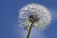 Photo Wallpaper The dandelion in XXL