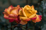 Photo Wallpaper The rose in the garden