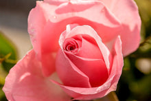 Load image into Gallery viewer, Photo Wallpaper The rose in pink

