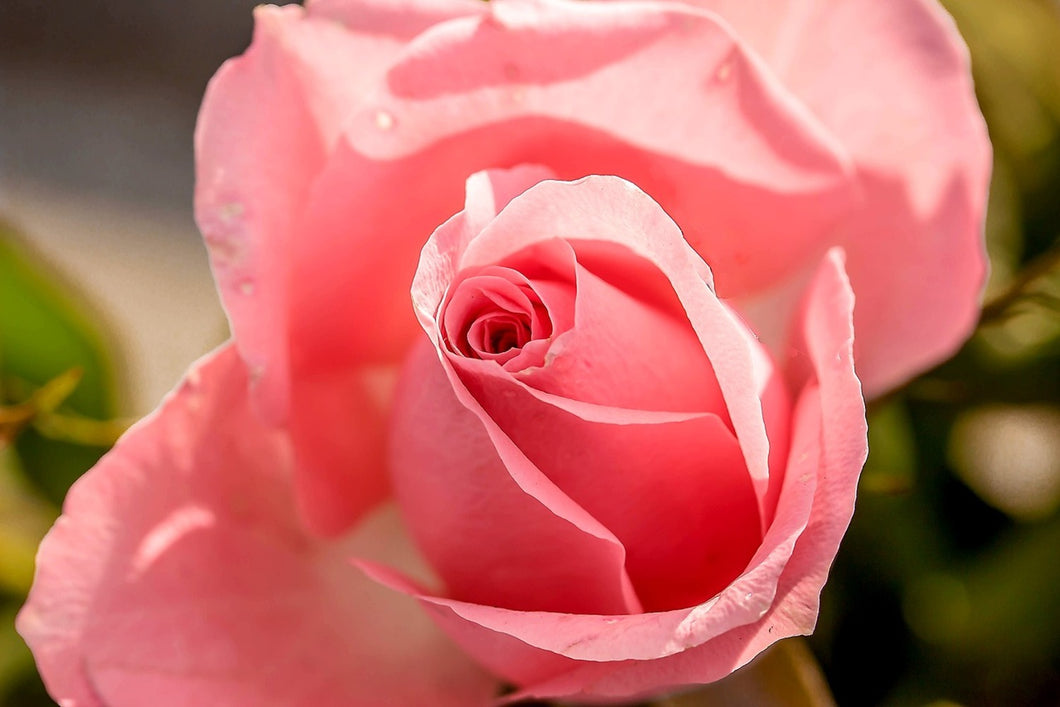 Photo Wallpaper The rose in pink