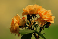 Photo Wallpaper The roses in nature