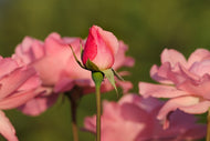 Photo Wallpaper The rosebud