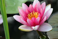 Photo Wallpaper The water lily in pink