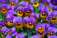 Photo Wallpaper The pansies