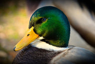 Photo Wallpaper The mallard