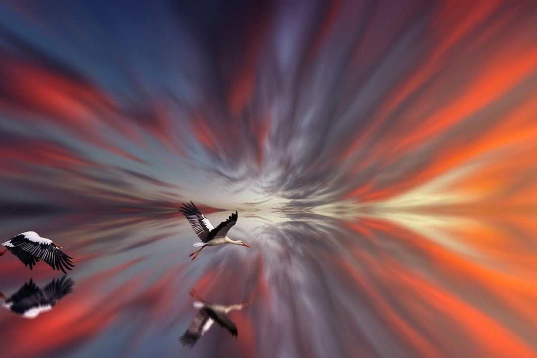 Photo Wallpaper The storks