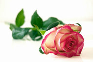 Photo Wallpaper The proud rose