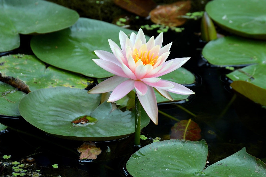 Photo Wallpaper The proud water lily