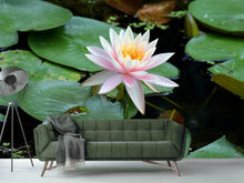 Load image into Gallery viewer, Photo Wallpaper The proud water lily
