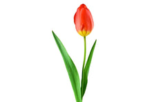 Load image into Gallery viewer, Photo Wallpaper The proud tulip
