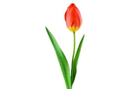 Photo Wallpaper The proud tulip
